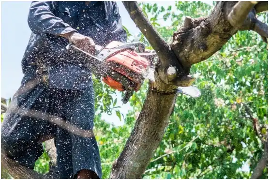 tree services Oroville